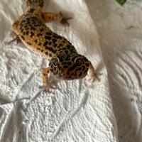 Geco Leopardino e teca