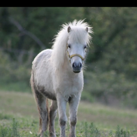 Femmina mini pony