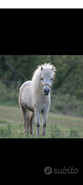 Femmina mini pony
