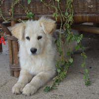 Cuccioli da adottare
