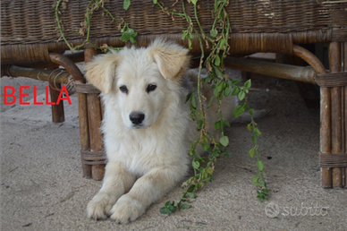 Cuccioli da adottare