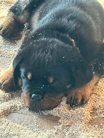 ROTTWEILER CUCCIOLI 53 gg