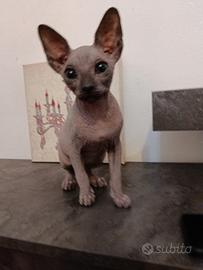 Sphynx
