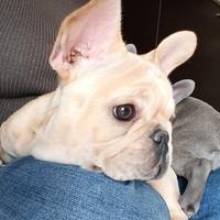 Cuccioli di bulldog francese