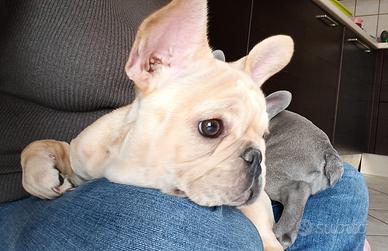 Cuccioli di bulldog francese