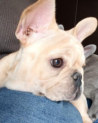 Cuccioli di bulldog francese