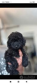 Barboncino Toy maschio 5 mesi
