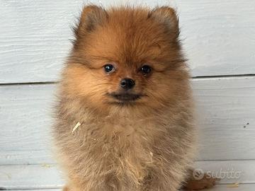 Spitz di Pomerania