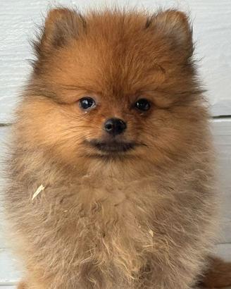 Spitz di Pomerania