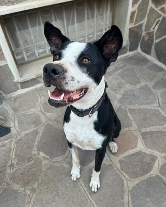 Cane cucciolone
