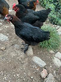 Galline marans