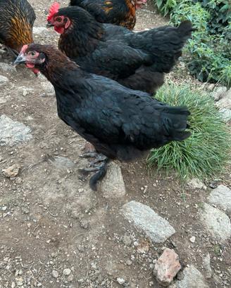 Galline marans