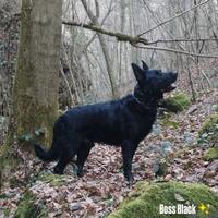 Pastore Tedesco Autentico