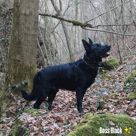 Pastore Tedesco Autentico