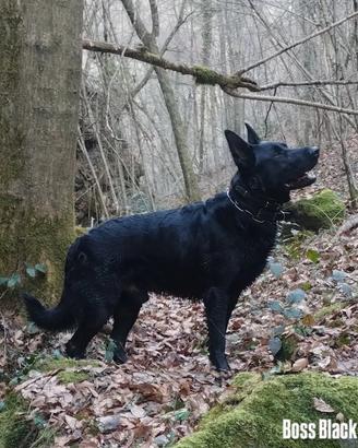Pastore Tedesco Autentico