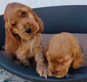 Cocker maschi pedigree enci