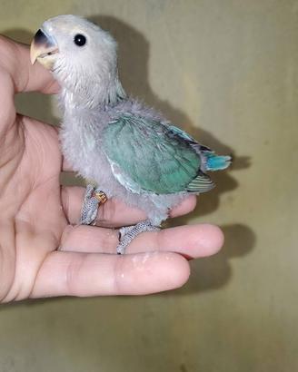 Inseparabili blu