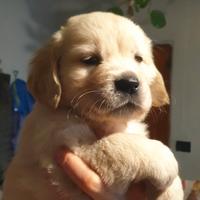 Cuccioli di Golden Retriever