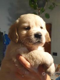 Cuccioli di Golden Retriever