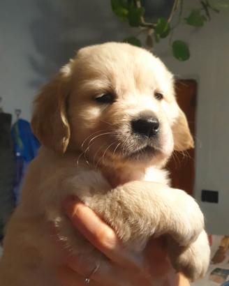 Cuccioli di Golden Retriever