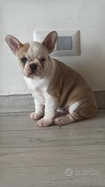Bulldog francese Fawn and white