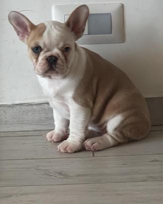 Bulldog francese Fawn and white