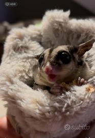 Petauro dello zucchero