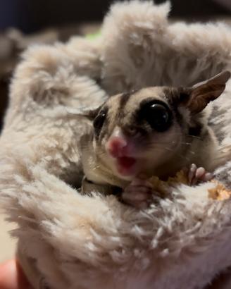 Petauro dello zucchero