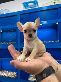 Chihuahua con pedigree