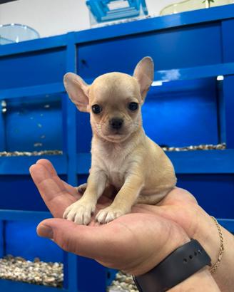 Chihuahua con pedigree