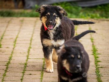 Cucciole femmine Golden retriever Pastore tedesco