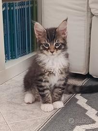 Gattini Maine Coon