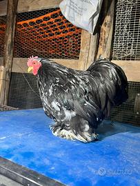 Gallo cocincina nana