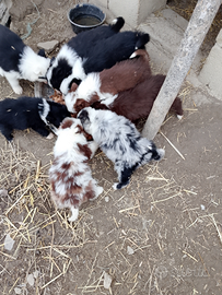 Cuccioli di border collie