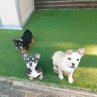 Meravigliosi american bully