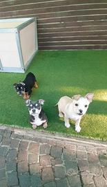 Meravigliosi american bully