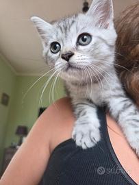 Gattini