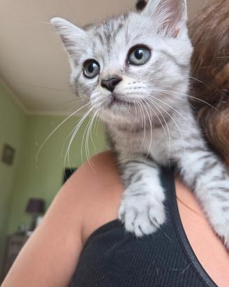 Gattini
