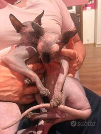 Gatti sphynx