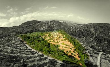 TER. AGRICOLO A SERMONETA