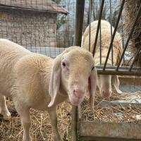 Pecora bergamasca ariete