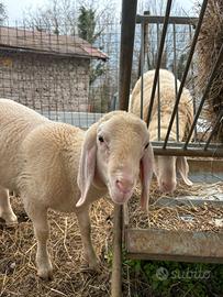 Pecora bergamasca ariete