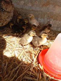 Pulcini anatre call duck