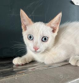 Gattini mix ragdoll e persiano