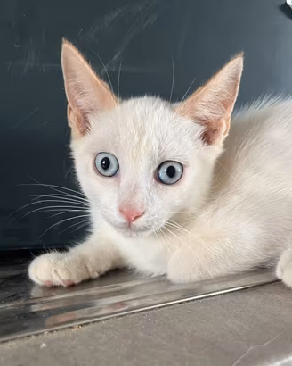Gattini mix ragdoll e persiano