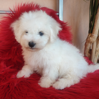 Cuccioli Bichon á poil Frisè TOPcon Pedigree ENCI