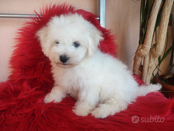 Cuccioli Bichon á poil Frisè TOPcon Pedigree ENCI