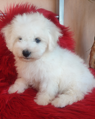 Cuccioli Bichon á poil Frisè TOPcon Pedigree ENCI