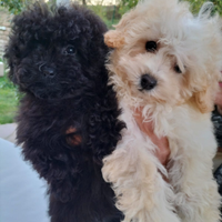 Barboncini toy vari colori M/F