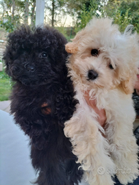 Barboncini toy vari colori M/F